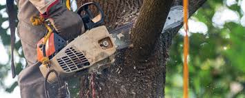 Best Fruit Tree Pruning  in Kensington Park, FL