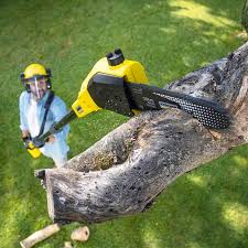 Best Root Management and Removal  in Kensington Park, FL