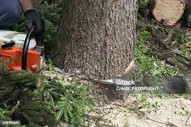 Best Stump Grinding and Removal  in Kensington Park, FL