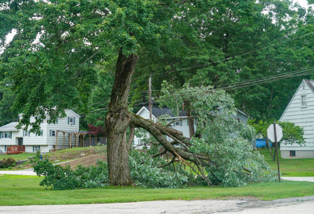 Best Hazardous Tree Removal  in Kensington Park, FL