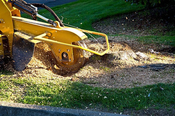 Best Tree Health Inspection  in Kensington Park, FL