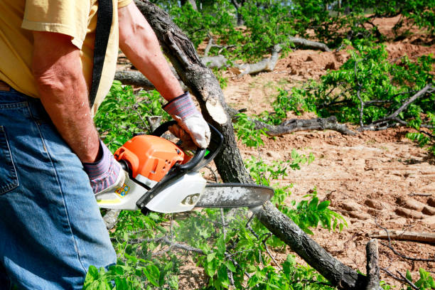 Best Tree Mulching  in Kensington Park, FL